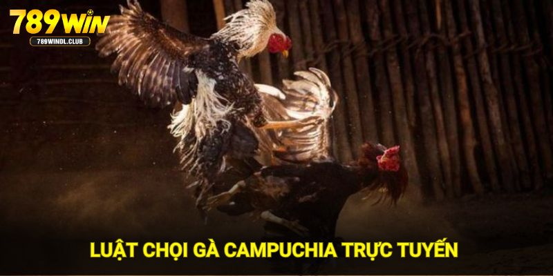 Luật chọi gà Campuchia trực tuyến tại hệ thống 789WIN