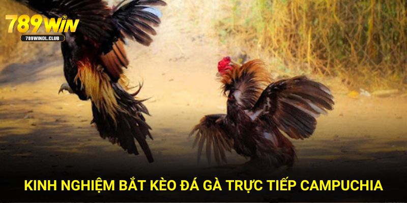 Kinh nghiệm bắt kèo đá gà trực tiếp Campuchia
