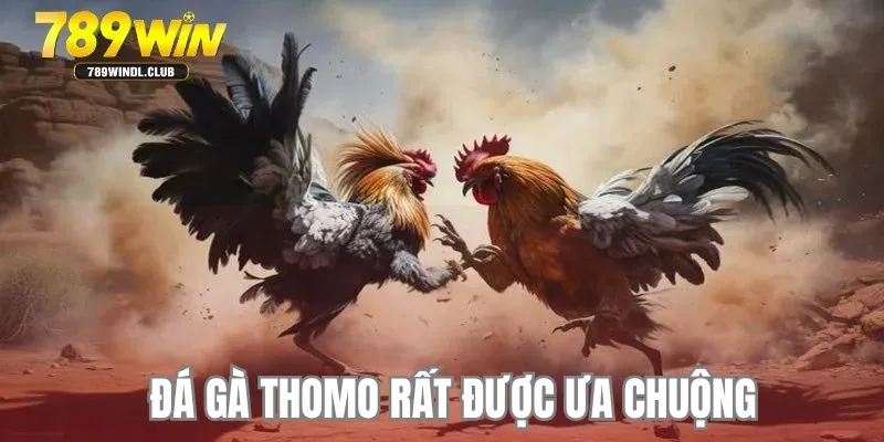Tham gia chiến kê cựa dao lôi cuốn Tham gia chiến kê cựa dao lôi cuốn