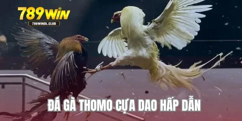 Đá gà thomo rất được ưa chuộng Đá gà thomo rất được ưa chuộng