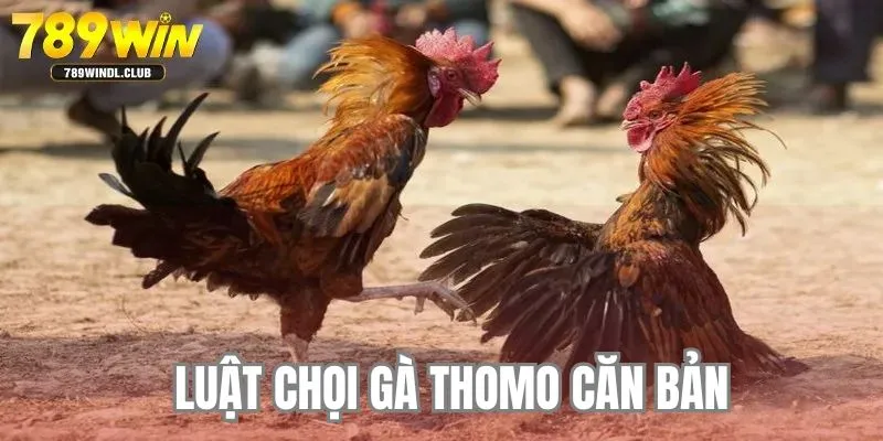 Luật chọi gà thomo căn bản Luật chọi gà thomo căn bản