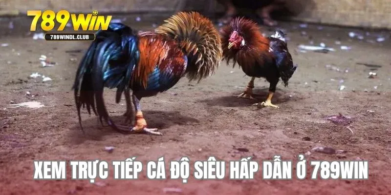 Xem trực tiếp cá độ siêu hấp dẫn ở 789Win Xem trực tiếp cá độ siêu hấp dẫn ở 789Win