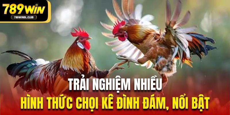 Trải nghiệm nhiều hình thức chọi kê đình đám, nổi bật